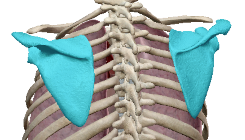 <p>Flat bones</p>