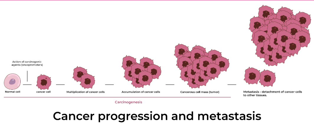 <p>The process where the primary tumor splits off and establishes a secondary tumor in another area of the body</p>