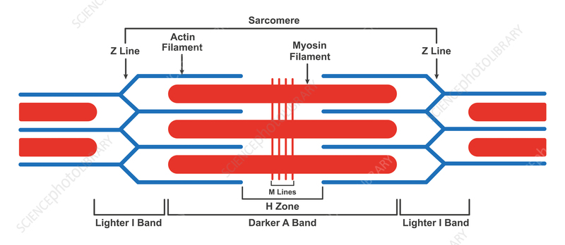 <p>repeating contractile unit</p>