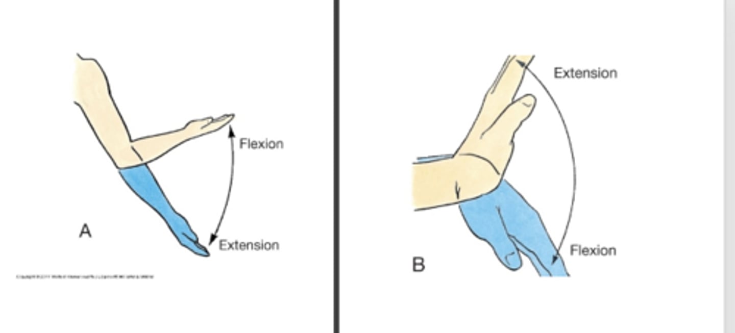 <p>extension</p><p>-bending arm up is flexion</p>