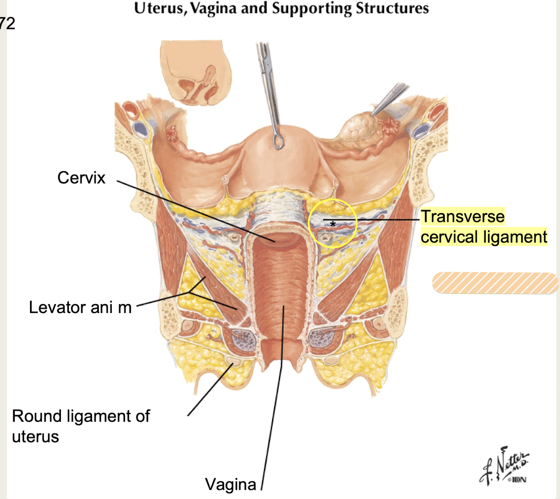 <p>Which <strong>uterine</strong> <strong>blood</strong> <strong>vessels</strong> run in the <strong>transverse cervical ligament</strong>?</p>