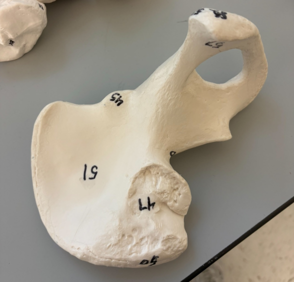 <p>what is 47?</p>