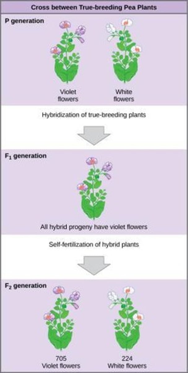 <p>Austrian monk known as the Father of Genetics.</p>