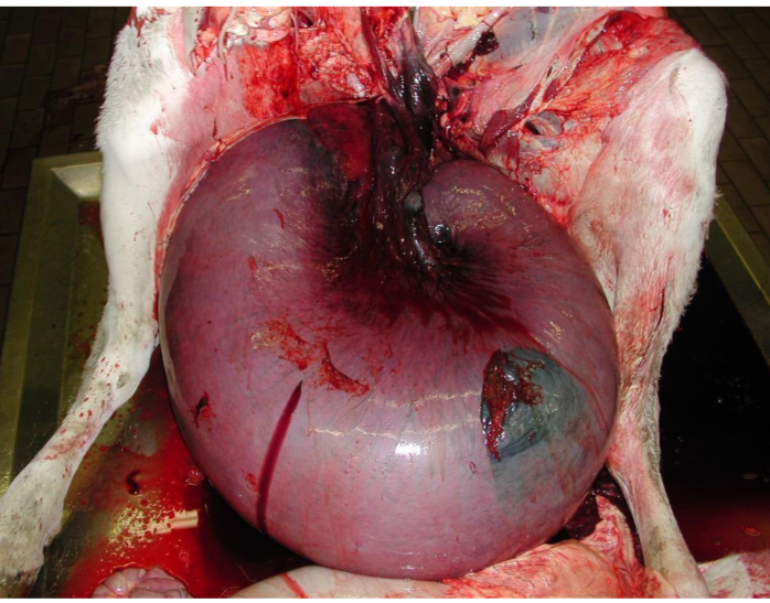 <p>did this prolapse happen ante or post mortem**</p>