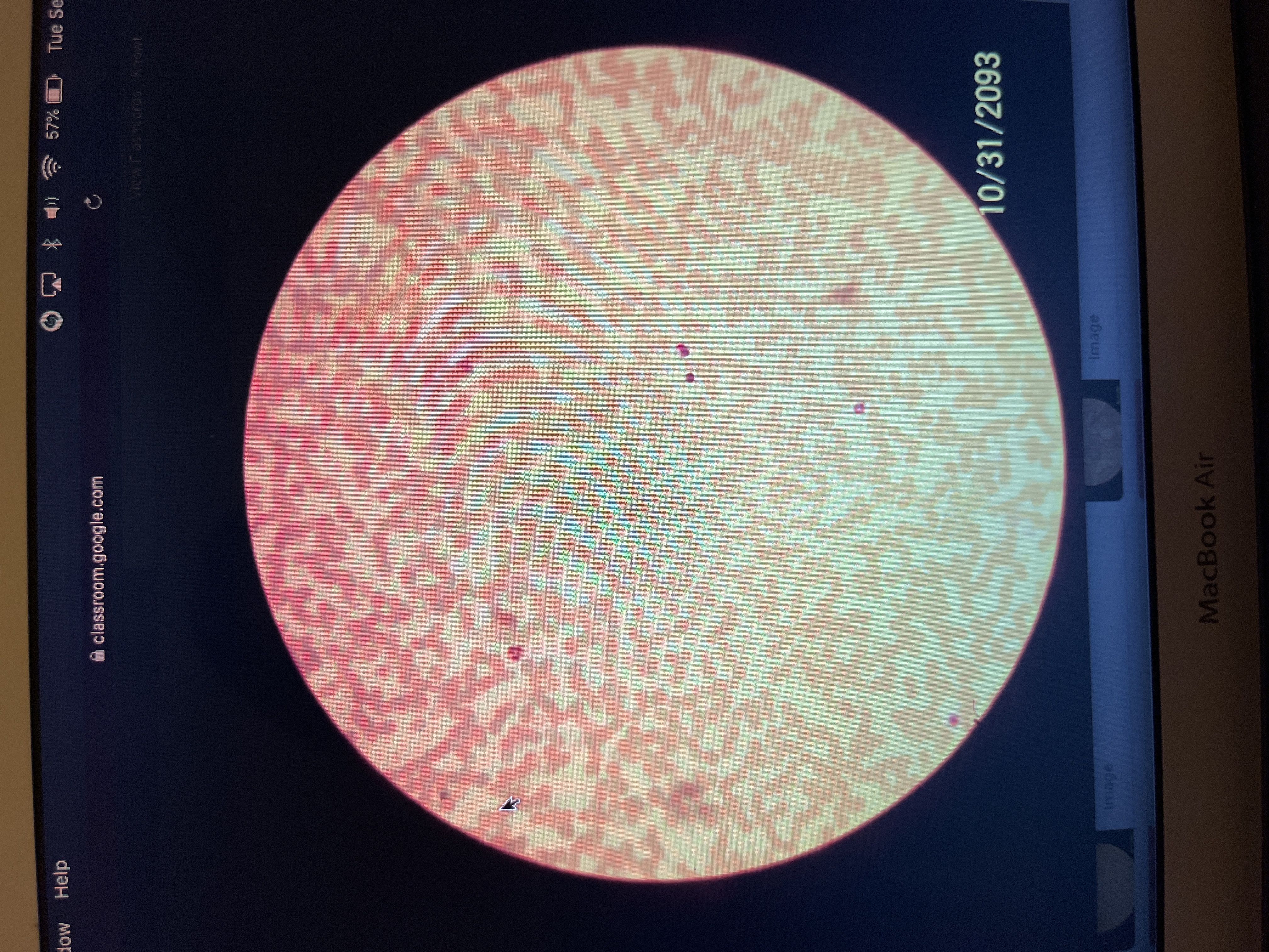 Location: within blood vessels 
Function: transports oxygen and carbon dioxide 