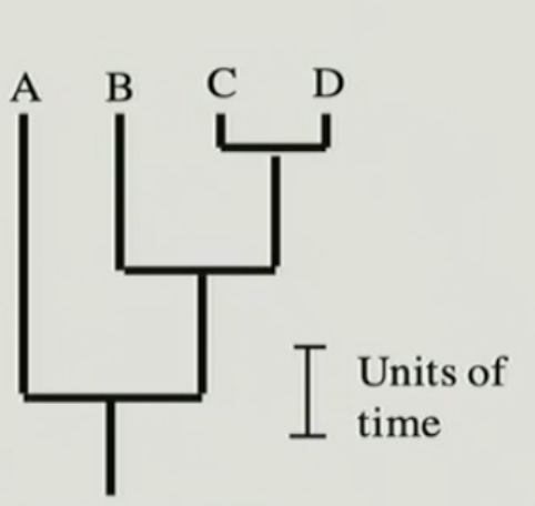 <p>branch length is proportional to time</p>