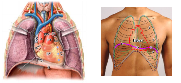 <p>-right atrium, right ventricle, and part of left ventricle can be seen</p><p>-heart is NOT symmetrical; extends further laterally on the left side</p><p>-heart is posterior to the inferior part of the body of the sternum and costal cartilages of ribs 3/4/5/6</p>