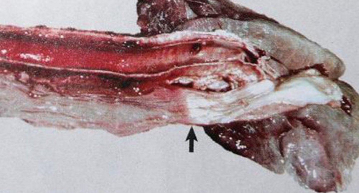 <p>"Bloat Line”</p><p>- most reliable postmortem indicator of ante mortem bloat- sharp line of separation b/w the pale, bloodless distal oesophagus & congested proximal esophagus at the thoracic inlet</p>