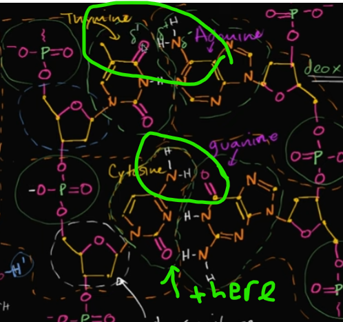 <p>Adenine, Thymine, Cytosine, and Guanine.<br><br>A with T<br>C to G <br><br>They’re bonded very simply—through hydrogen bonds! If you look at the nitrogen bonded with two hydrogen, it forms hydrogen bonds with that double-bonded oxygen.<br><br>Edit this card to see what I’m talking about C: </p>