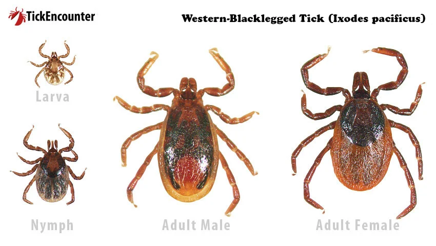 <p>Ixodes pacificus/western blacklegged - LYME hard tick. Pacific Coast. anaplasmosis</p>