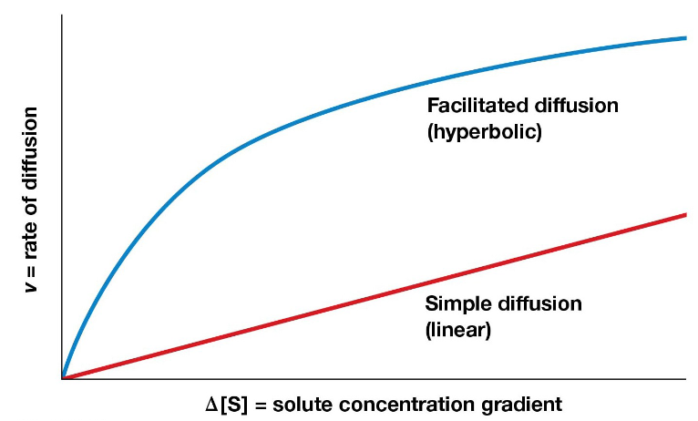 <p>Facilitated diffusion can become saturated, causing the rate to plateau.</p>