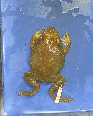 <p>Sonoran Desert toad</p><p>Largest toad in AZ</p><p>smooth skin</p><p>large parotoid glands behind eyes</p><p>white wart by corner of mouth</p><p>large warts on hind legs</p>