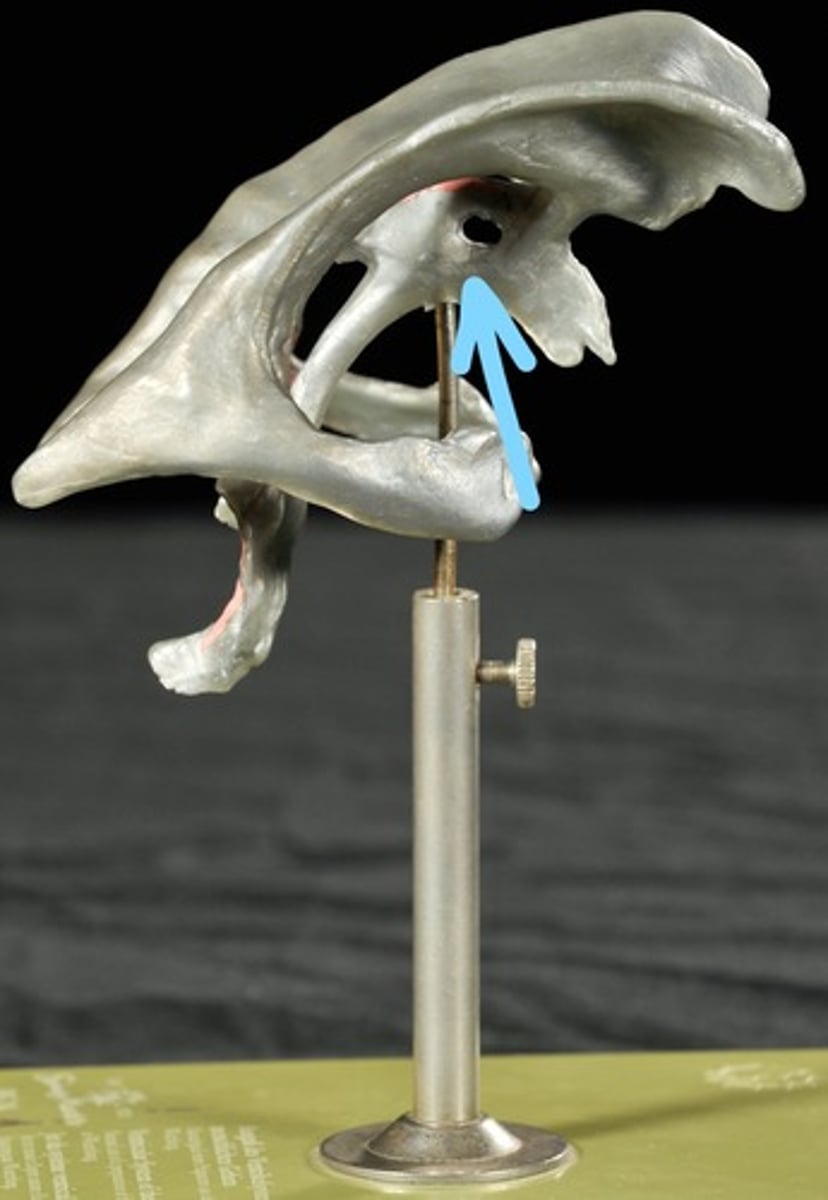 knowt flashcard image