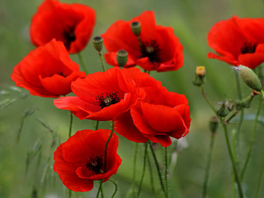 <p><span>die Kugel/ die Kugeln</span></p>