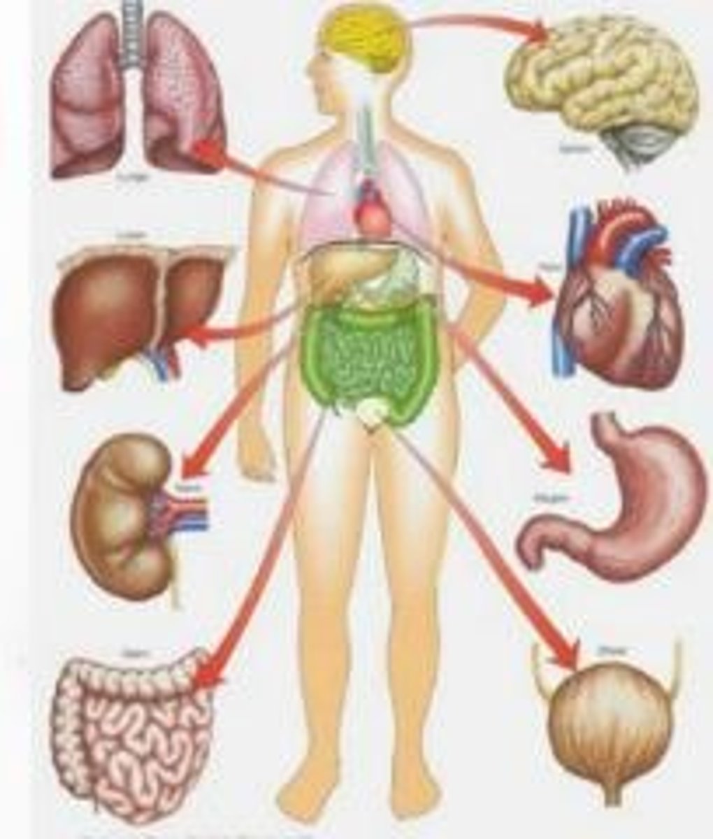 <p>En gruppe organer som samarbeider om grunnleggende funksjoner. Felles for alle organsystemer i dyr er at det trengs styring mellom celler + vev + organer --> opprettholde homeostasen.</p><p>Eks: Fordøyelsessystemet, gassutvekslingssystemet og hormonsystemet</p>