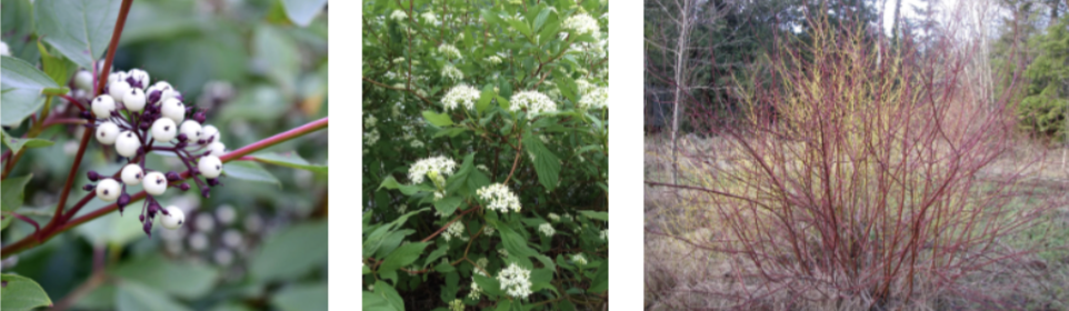 <p>red-osier dogwood&nbsp;</p>