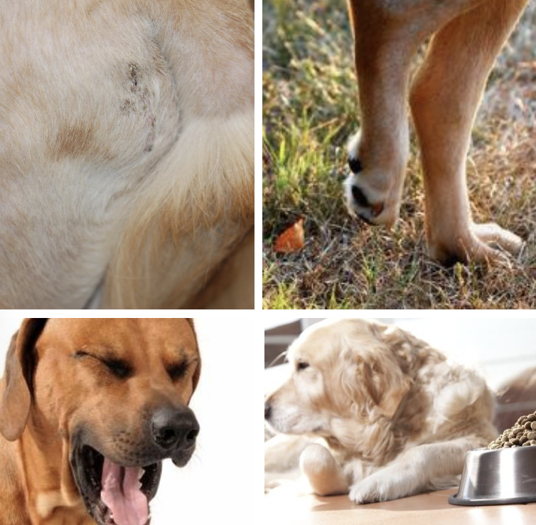 <p>-signs vary depending on site of involvement</p><p>-non-specific: lethargy, poor appetite, weight loss</p><p>-other: visible mass, lameness, cough</p>