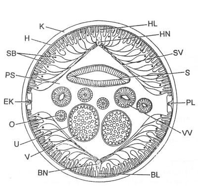 <p>Příčný řez t ělem škrkavky Ascaris sp.</p>
