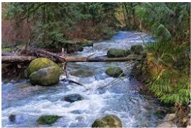 <p>Aquatic Biomes: <strong>Streams</strong></p>