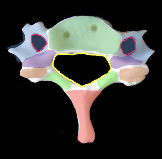 <p>lower green portion</p>