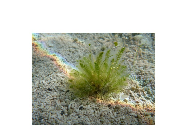 <p>To which Order does this specimen belong?</p><p>Siphonocladales</p><p>Caulerpales</p><p>Dasycladales</p><p>Ulvales</p>