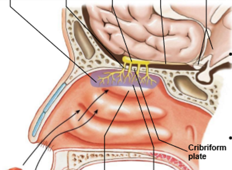 <p>Top and bottom, left to right</p>