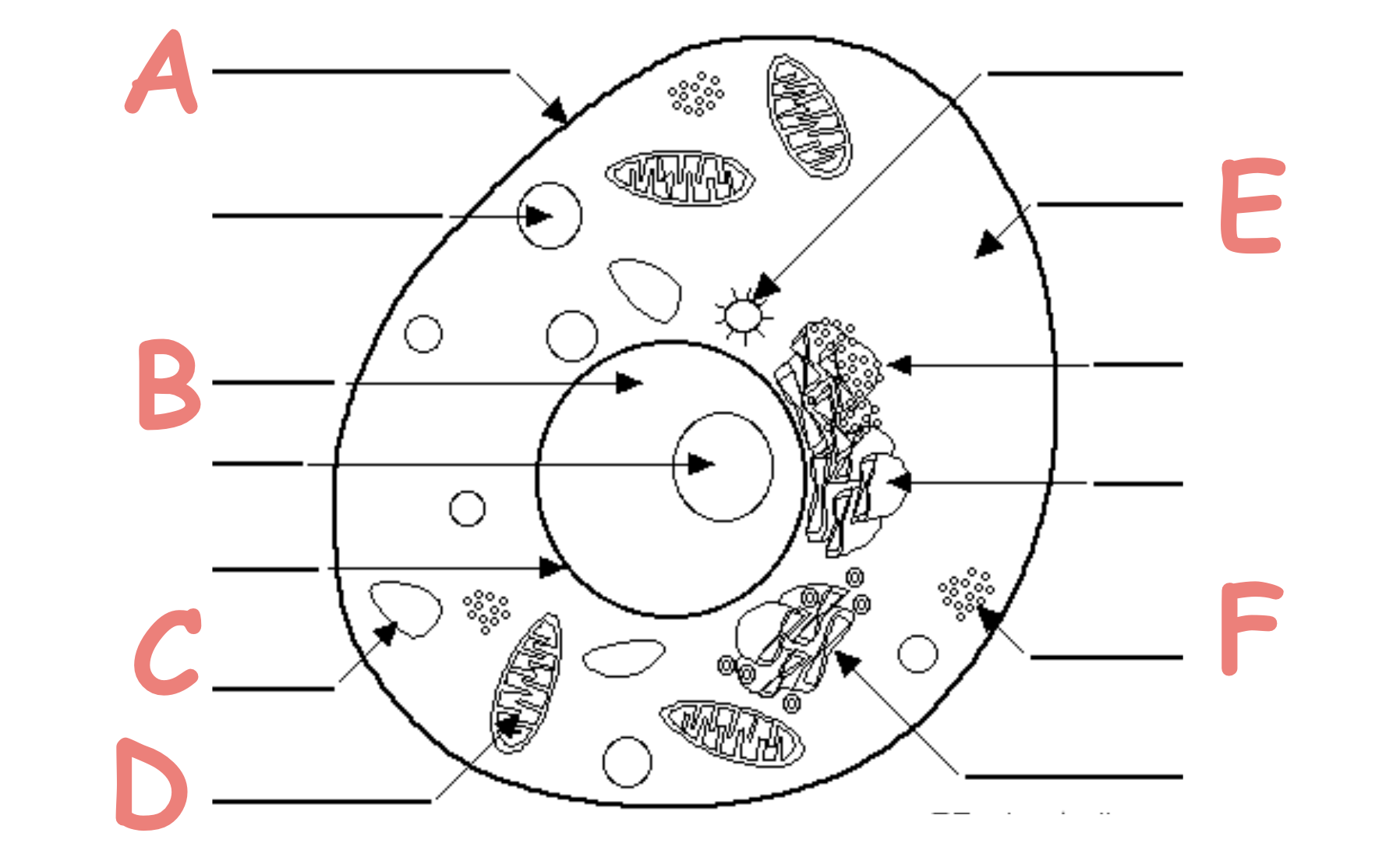 <p>Which letter shows them organelle that produces energy for the cell</p>