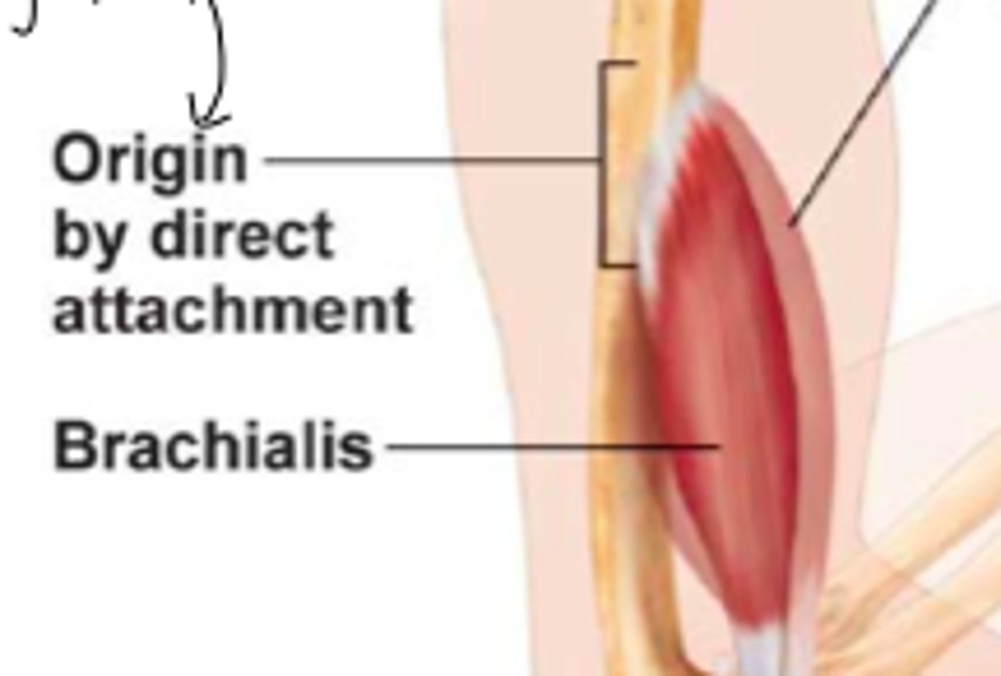 <p>less common, epimysium is fused to a peristeum o pericerondrium</p>