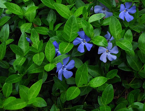 <p>Periwinkle (Apocyanaceae)</p>