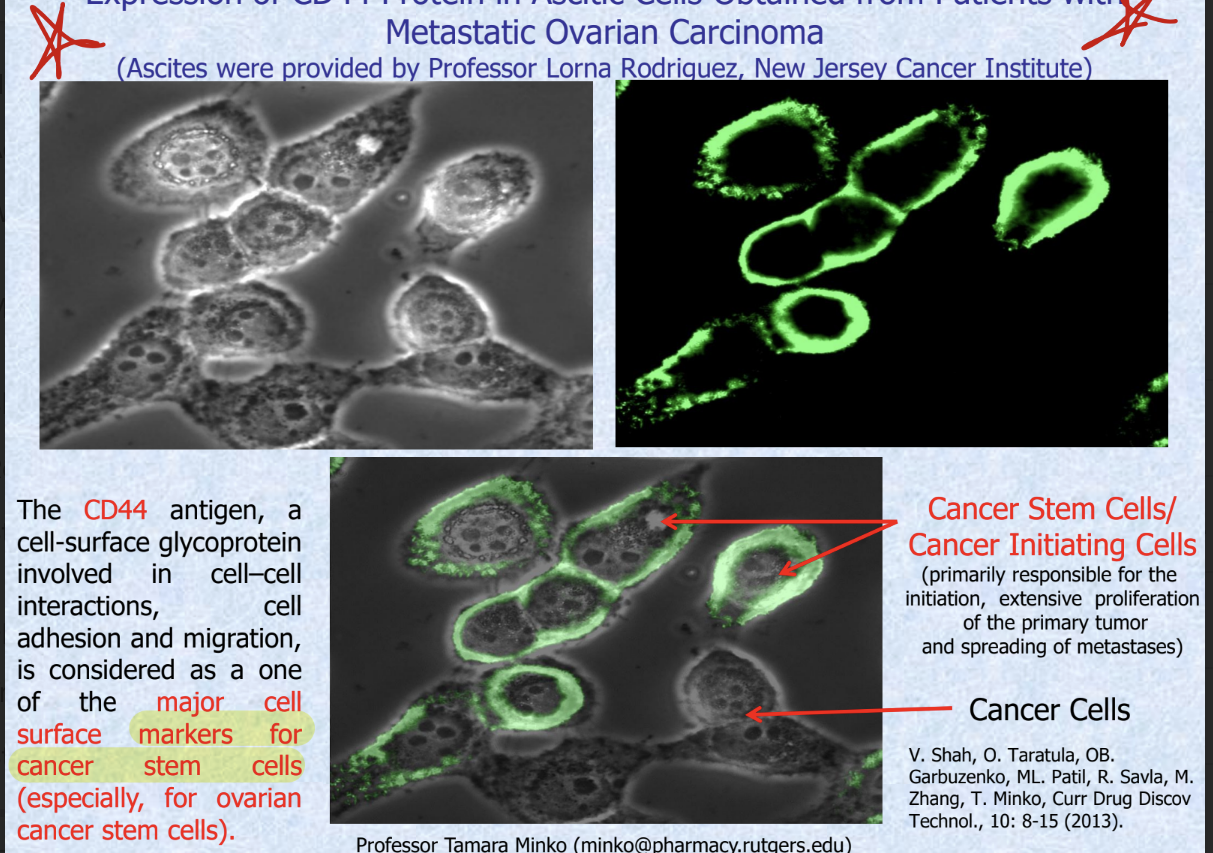 <ul><li><p>CD44 antigen, cell-surface glycoprotein involved in cell-cell interactions, cell adhesion and migration = one of the <strong>major cell surface markers for cancer stem cells</strong></p></li><li><p>cancer stem cells/cancer initiating cells = with the CD44 marker</p></li><li><p>regular cancer cells do NOT have the marker</p></li></ul><p></p>