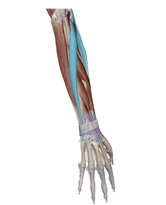 term image