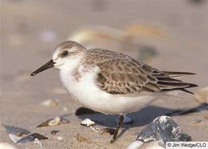 <p>Calidris alba</p>