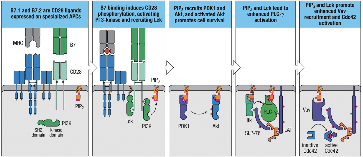 PI3-kinase activation and recruitment of Lck