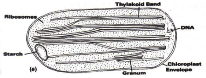 <ul><li><p>2 membranes in the envelope</p></li><li><p>2-6 bands of thylakoids</p></li></ul><p></p>
