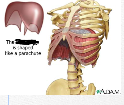 <p>what organ is it? what does it do? what system is it a part of?</p>