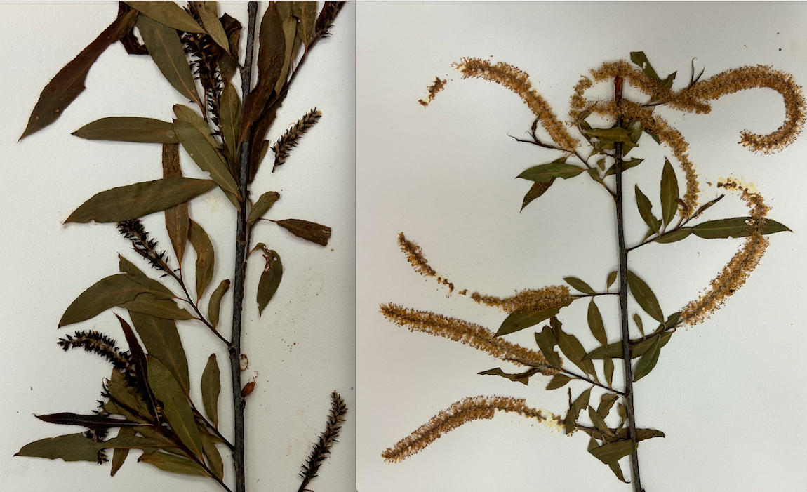 <p>Salicaceae</p><p><em>Salix</em></p>