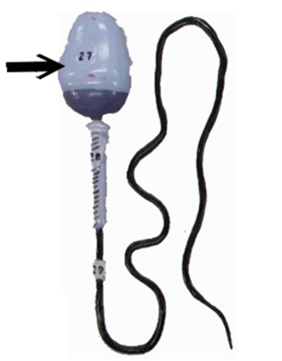 <p>region at the head of a sperm cell that contains digestive enzymes to penetrate the egg, as well as glycoproteins for recognition during fertilization</p>