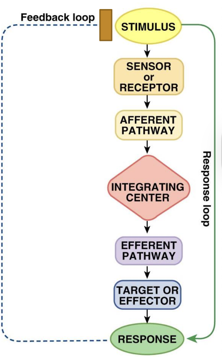 <p>hormones or nerves that carry signal from IC to effector tissues (the output)</p>