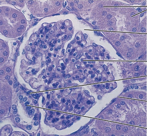 <p>What tissue is this?</p>