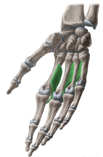 <p>deep muscles located at the palmar side of the metacarpals </p><ul><li><p>adducts the fingers and important for grip strength </p></li></ul><p></p>