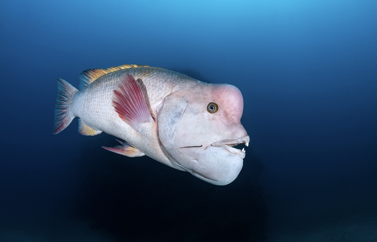 <p>During their lifetime, individuals of some species can change their sex. This is normally a result of:</p><ul><li><p>Change in size</p></li><li><p>Competition</p></li><li><p>Parasitic infection</p></li><li><p>Temperature</p></li></ul><p>An example of this are kobudai (Oxyurichthys ophthalmolepis), which change sex due to a change in size.</p>