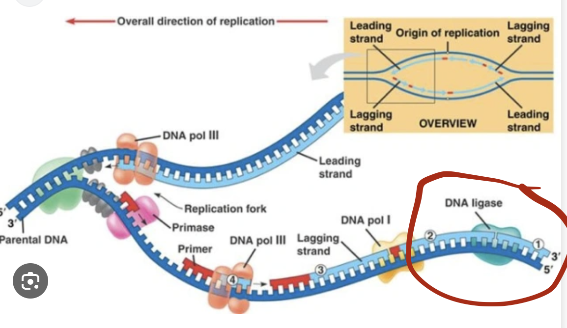 <p>DNA Ligase </p>
