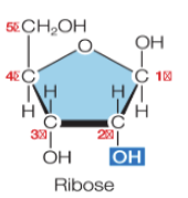 <ul><li><p>ribonucleic acid</p></li><li><p>a ribose pentose + a base + a phosphate group</p></li><li><p>has —OH on carbon 2’</p></li></ul><p></p>