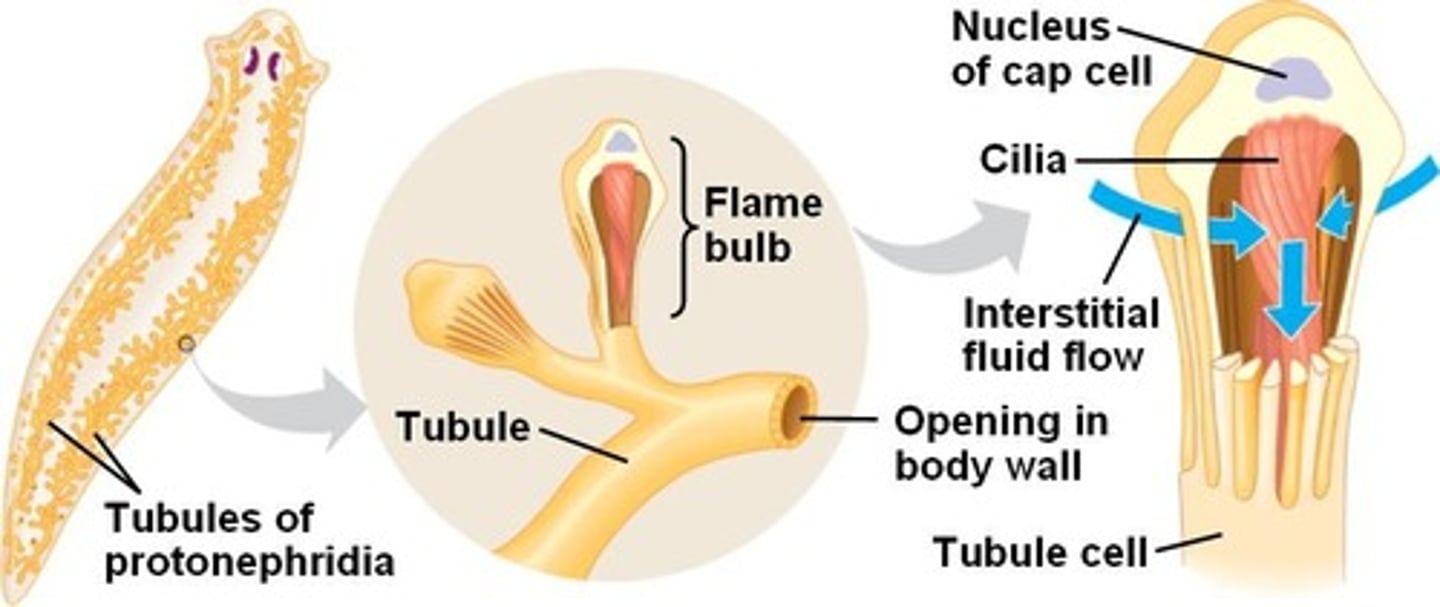 <p>In flatworms (Platyhelminthes), specialized cells that remove excess water from the body.</p>