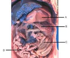 <p>What is structure C? What’s it function? </p>