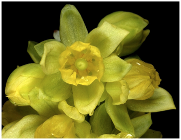 <p>valvate anther openings 1 per sac</p><p>leaves usually alternate, simple or compound</p><p>radial symmetry usually 3-parted, sometimes 4</p><p>sepals and petals 6 (sometimes tepals)</p><p>6 stamen</p><p>1 carpel in center</p>