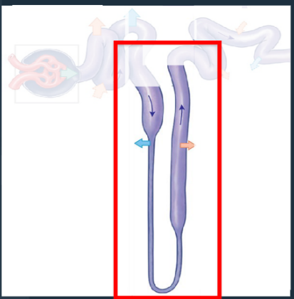 <p><span style="color: #050505">Middle segment of the renal tubule with descending and ascending portions for water and ion reabsorption.<br></span><span style="color: #050505">• Descending = reabsorption of water</span><span style="color: #050505"><br></span><span style="color: #050505">• Ascending = reabsorption of Na+ and Cl- from the filtrate</span></p>