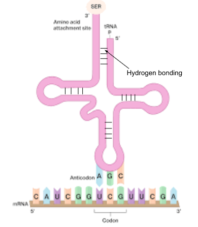 <p>tRNA: a 4 cloverleaf (arms) structure with codon/anticodon interactions are held together by H+ bonds; function: carry amino acid needed for translation; an amino acid covalently binds to its 3&apos; end by the enzyme: aminoacyl-tRNA synthetase</p>