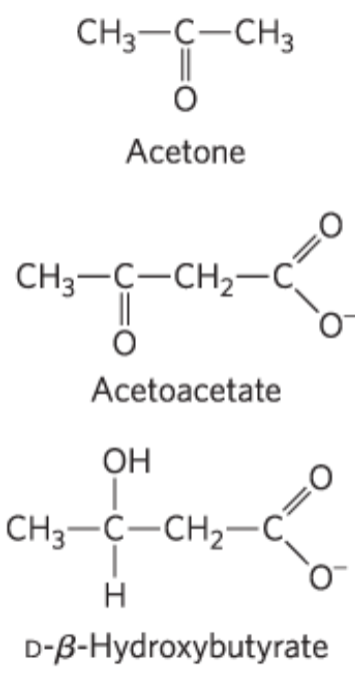 <ol><li><p>acetone</p></li><li><p>acetoacetate</p></li><li><p>D-beta-hydroxybutyrate</p></li></ol><p></p>