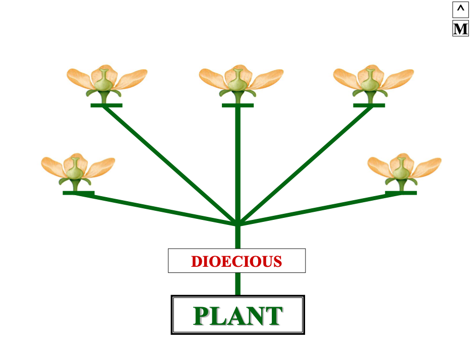 <p>a dioecious plant has imperfect flowers on … plant</p>